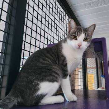Domestic Short Hair Cats Available for Adoption - Calliope | PetCurious