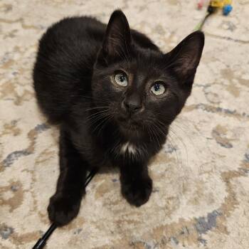 Rescue Domestic Short Hair Cats for Adoption in Ridgefield, Connecticut - Cherry | PetCurious