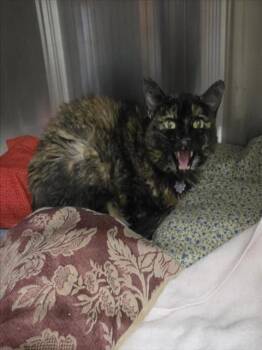 JAZZ -  Domestic Short Hair Cat for Adoption in Woodland, California - JAZZ | PetCurious