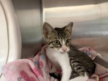 Crispy Bruschetta -  Domestic Short Hair Cat for Adoption in Fort Collins, Colorado - Crispy Bruschetta | PetCurious