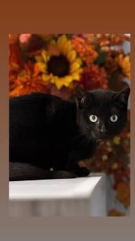 Rescue Domestic Short Hair Cats for Adoption in Syosset, New York - Candy | PetCurious