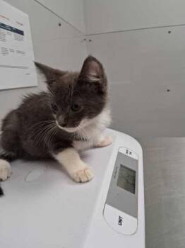 Leo -  Domestic Short Hair Cat for Adoption in Sevierville, Tennessee - Leo | PetCurious