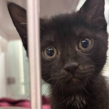 Kazoo -  Domestic Short Hair Cat Available for Adoption in Peconic, New York - Kazoo | PetCurious
