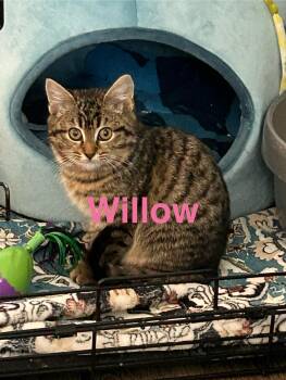 Domestic Short Hair Cats Available for Adoption - Willow | PetCurious