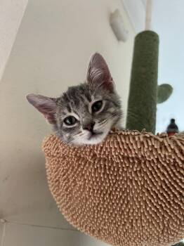 Domestic Short Hair and Tabby Cats Available for Adoption in Frisco, Texas - Spark | PetCurious