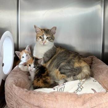 Cali -  Domestic Short Hair Cat for Adoption in Driggs, Idaho - Cali | PetCurious