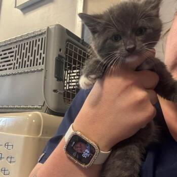 Sir Fraizer -  Domestic Short Hair Cat for Adoption in Inwood, West Virginia - Sir Fraizer | PetCurious