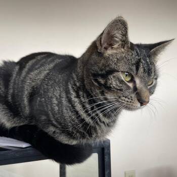 Pho -  Domestic Short Hair Cat for Adoption in Asheville, North Carolina - Pho | PetCurious