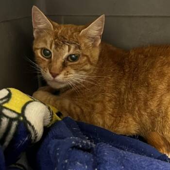 Lavender -  Domestic Short Hair Cat for Adoption in Harrisonburg, Virginia - Lavender | PetCurious