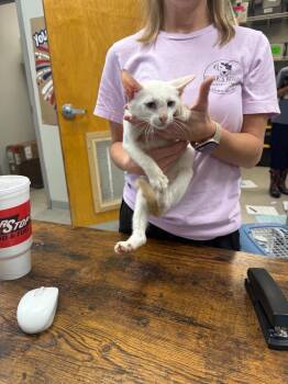 26-0819C -  Siamese Cat for Adoption in Sorrento, Louisiana - 26-0819C | PetCurious