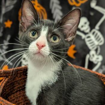 Caboose -  Domestic Short Hair Cat for Adoption in Cape Girardeau, Missouri - Caboose | PetCurious