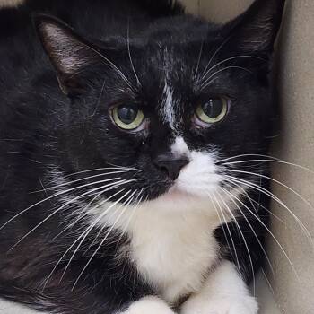 Ozzy -  Domestic Short Hair Cat for Adoption in Tama, Iowa - Ozzy | PetCurious