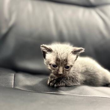 Seraphina -  Siamese Cat for Adoption in Chico, California - Seraphina | PetCurious