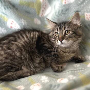 Jean -  Domestic Long Hair Cat for Adoption in Blackfoot, Idaho - Jean | PetCurious
