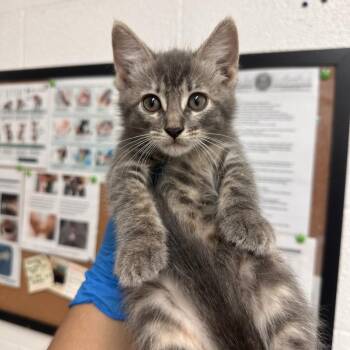 Domestic Short Hair Cats Available for Adoption in Edinburg, Texas - Gia | PetCurious