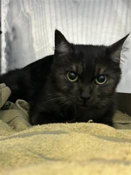 Prissy -  Domestic Short Hair Cat for Adoption in El Paso, Texas - Prissy | PetCurious