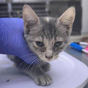 Alisa 26-09-142 -  Domestic Short Hair Cat for Adoption in Bastrop, Texas - Alisa 26-09-142 | PetCurious