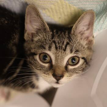 Miso -  Domestic Short Hair Cat for Adoption in Briarcliff Manor, New York - Miso | PetCurious