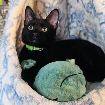 Pippin -  Domestic Short Hair Cat for Adoption in Liverpool, Texas - Pippin | PetCurious