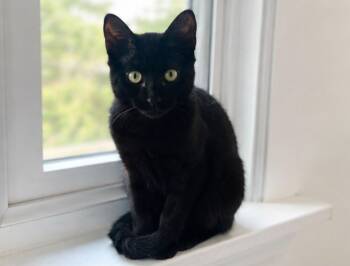 Viola -  Domestic Short Hair Cat for Adoption in West Hollywood, California - Viola | PetCurious