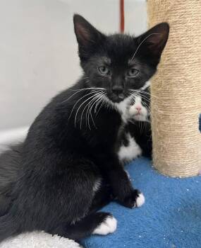 Guppy -  Domestic Short Hair Cat Available for Adoption in Reston, Virginia - Guppy | PetCurious