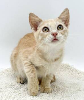 Mason -  Domestic Short Hair Cat for Adoption in Bowling Green, Kentucky - Mason | PetCurious