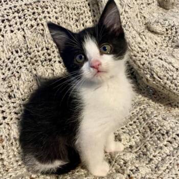 Eddy -  Domestic Short Hair Cat for Adoption in Vancouver, Washington - Eddy | PetCurious