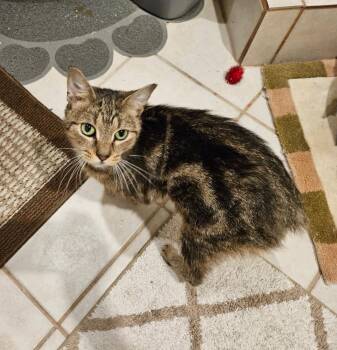Iris (aka Dolly) -  Domestic Short Hair Cat for Adoption in Chicago, Illinois - Iris (aka Dolly) | PetCurious