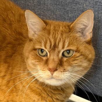 Whiskers -  Domestic Short Hair Cat for Adoption in Hampton Bays, New York - Whiskers | PetCurious