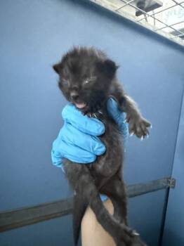 FLAME KING -  Domestic Short Hair Cat for Adoption in San Bernardino, California - FLAME KING | PetCurious
