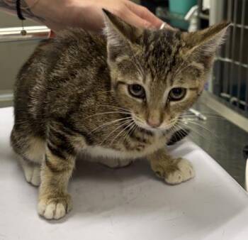 CIELO -  Domestic Short Hair Cat for Adoption in Pensacola, Florida - CIELO | PetCurious