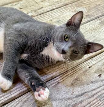 Tinkerbell -  Domestic Short Hair Cat for Adoption - Tinkerbell | PetCurious