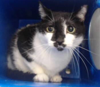 STANLEY -  Domestic Short Hair Cat Available for Adoption in Orlando, Florida - STANLEY | PetCurious