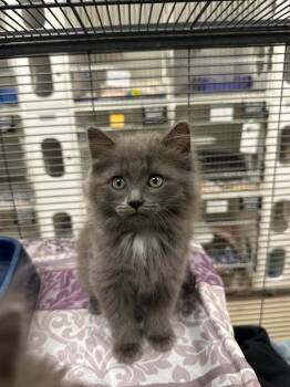 Spring (Martin) -  Domestic Long Hair Cat for Adoption in Johnson City, Tennessee - Spring (Martin) | PetCurious