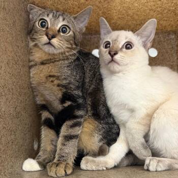 TUSC-Wildlife-85934 -  Domestic Short Hair Cat for Adoption in Tuscaloosa, Alabama - TUSC-Wildlife-85934 | PetCurious