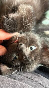 Domestic Short Hair Cats Available for Adoption in Greenwood, Indiana - Lucian | PetCurious