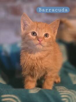 Domestic Short Hair Cats Available for Adoption - Barracuda | PetCurious