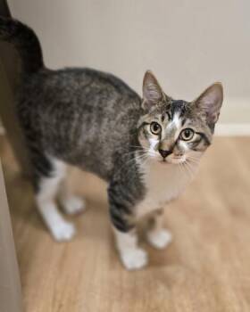 Rescue Domestic Short Hair Cats for Adoption in Woodstock, Illinois - Flint | PetCurious