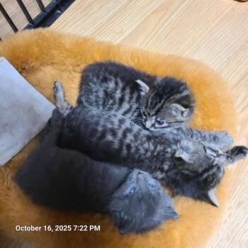 Rescue Domestic Short Hair Cats for Adoption in Waynetown, Indiana - Milton, Mable, And Maria | PetCurious