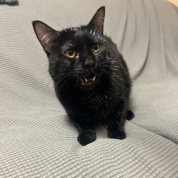 Rescue Domestic Short Hair Cats for Adoption in Buffalo, Minnesota - Piccolo *Meet Me At Eagan Petsmart* | PetCurious
