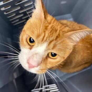 Big Cheese -  Domestic Short Hair Cat for Adoption in Allentown, Pennsylvania - Big Cheese | PetCurious