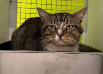 Domestic Short Hair Cats Available for Adoption - Meatloaf | PetCurious