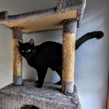 Bombay Cats Available for Adoption - Pilgrim | PetCurious