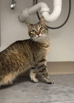 Domestic Short Hair Cats Available for Adoption in Geneseo, Illinois - Andi | PetCurious