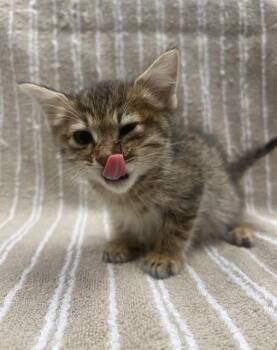 PIGLET - IN FOSTER -  Domestic Short Hair Cat for Adoption in Ontario, California - PIGLET - IN FOSTER | PetCurious
