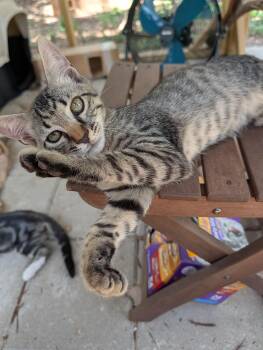 Fastball -  Domestic Short Hair Cat for Adoption in Fischer, Texas - Fastball | PetCurious