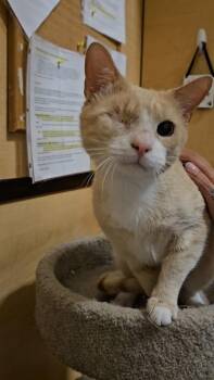 Mario -  Domestic Short Hair Cat for Adoption in Sudbury, Massachusetts - Mario | PetCurious