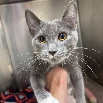 Davida -  Domestic Short Hair Cat for Adoption in Gloucester, Virginia - Davida | PetCurious