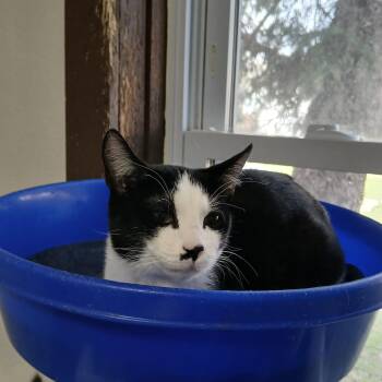 American Shorthair Cats Available for Adoption in Iowa Falls, Iowa - Betty Boop | PetCurious