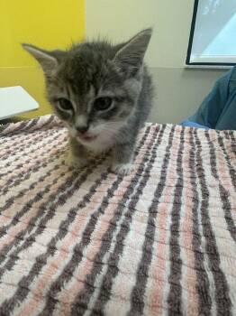 Beans -  Domestic Medium Hair Cat for Adoption in Raleigh, North Carolina - Beans | PetCurious